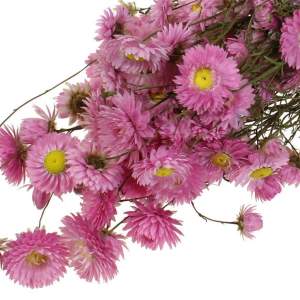 Strohblumen rosa 50 cm Trockenblumen 60g